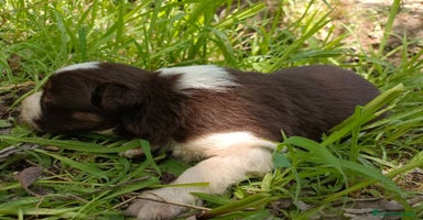 Border Collie perros - Propaganda 14