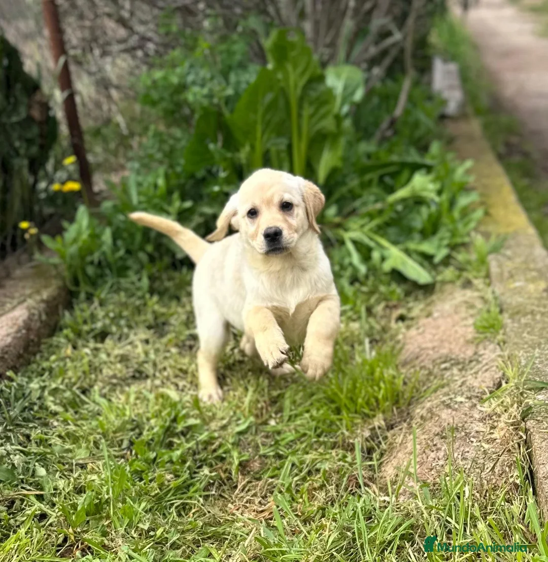 Labrador Retriever perros en venta: Labrador rubio en Barcelona - Anuncio 3