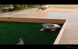 American Staffordshire-Terrier perros en venta: Estanford  - Anuncio 4