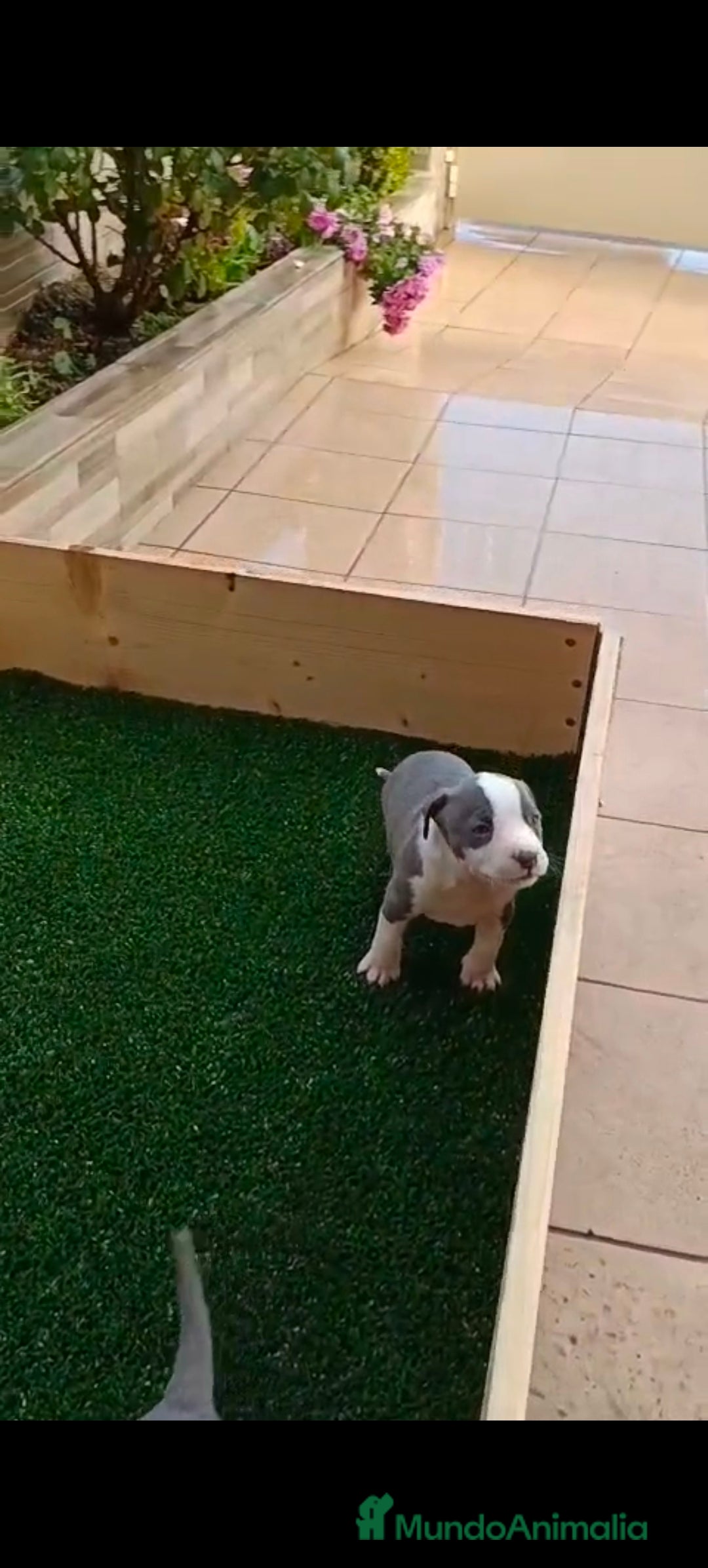 American Staffordshire-Terrier perros en venta: Estanford  - Anuncio 4