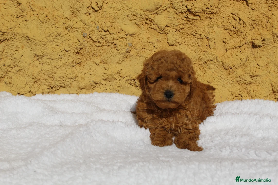 Caniche Enano perros en venta: Caniches enanos rojos  - Anuncio 4