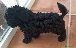 Caniche Toy perros en venta: Cachorros de Caniche Negro Toy y Enano en Ávila - Imagen 2
