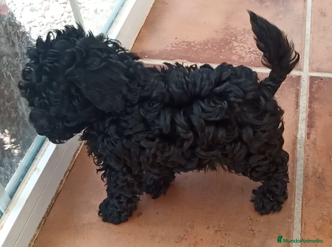 Caniche Toy perros en venta: Cachorros de Caniche Negro Toy y Enano en Ávila - Imagen 2