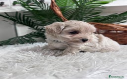 Maltipoo perros en venta: MALTIPOO MACHO - Anuncio 25