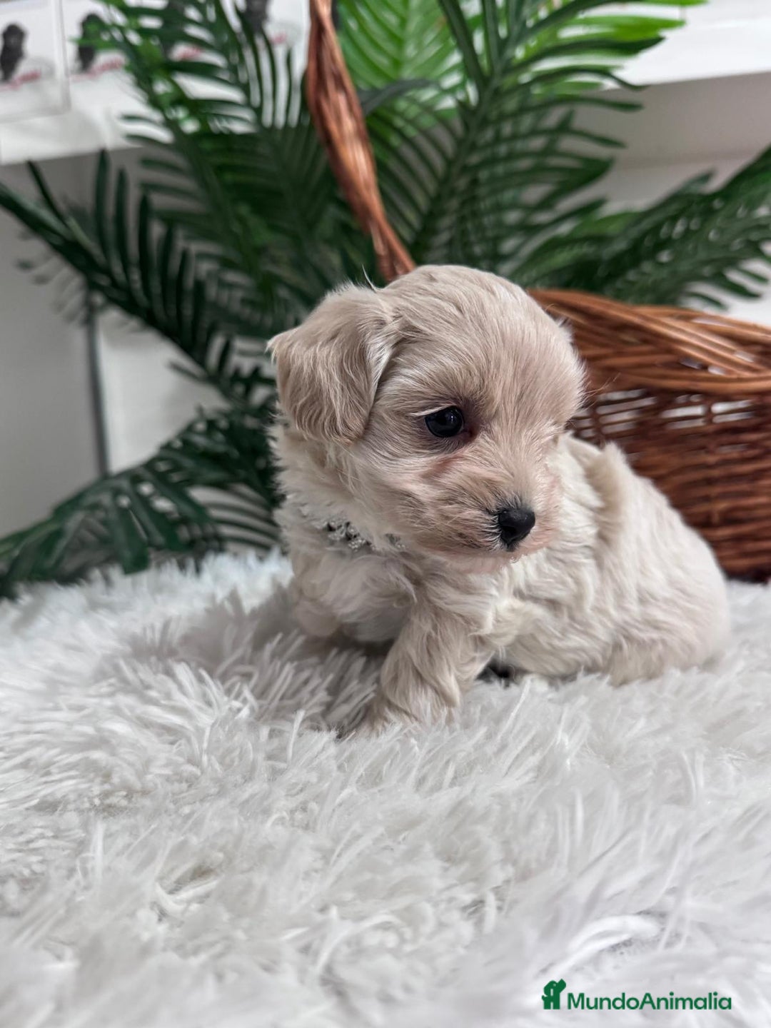 Maltipoo perros en venta: MALTIPOO MACHO - Anuncio 25