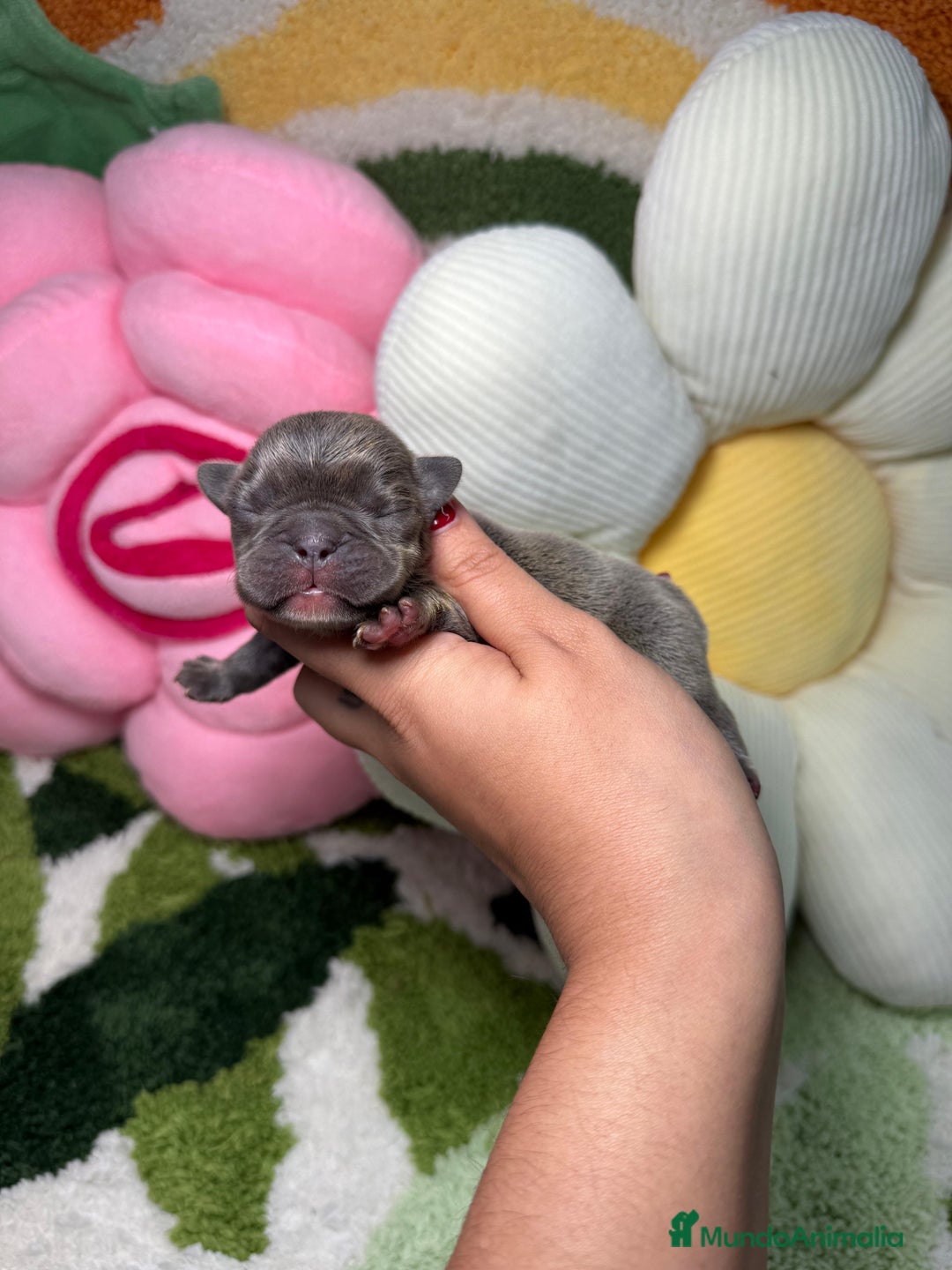 Bulldog Francés perros en venta: Camada Bulldog Frances Color Exotico - Imagen 2
