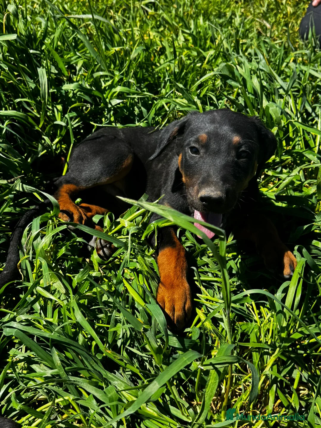 Dobermann perros en venta: Doberman línea europea  - Anuncio 1