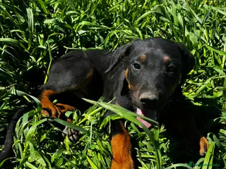 Dobermann perros Doberman línea europea - Anuncio 1