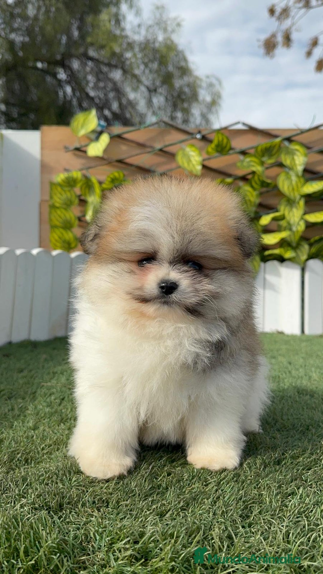 Pomerania perros en venta: POMERANIA HEMBRA - Anuncio 9