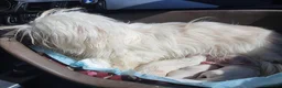 Bichón Maltés perros en venta: BICHON MALTES DEL VALLE  - Anuncio 1