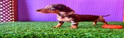 Teckel Miniatura perros en venta: Teckel Arlequín blue  - Anuncio 3