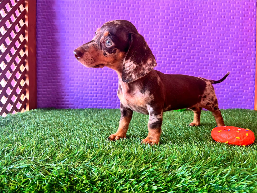 Teckel Miniatura perros en venta: Teckel Arlequín blue  - Anuncio 3