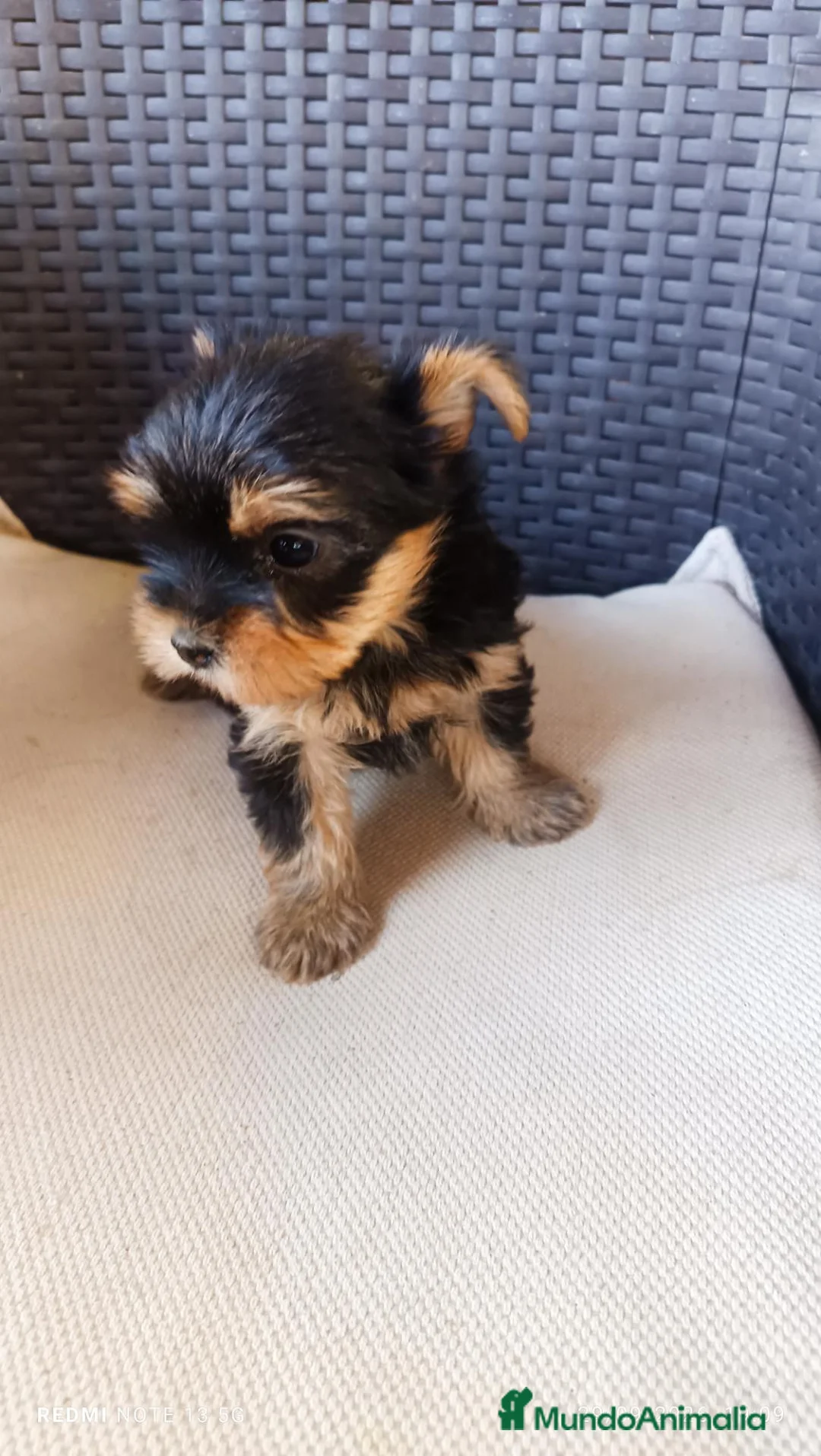 Yorkshire Terrier perros en venta: Cachorras - Anuncio 3