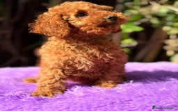 Caniche Enano perros en venta: Caniche roja hembra  - Anuncio 3