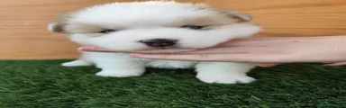 Pomsky 1