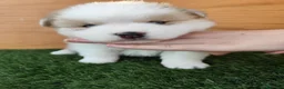 Pomsky perros en venta: Pomsky  - Anuncio 4