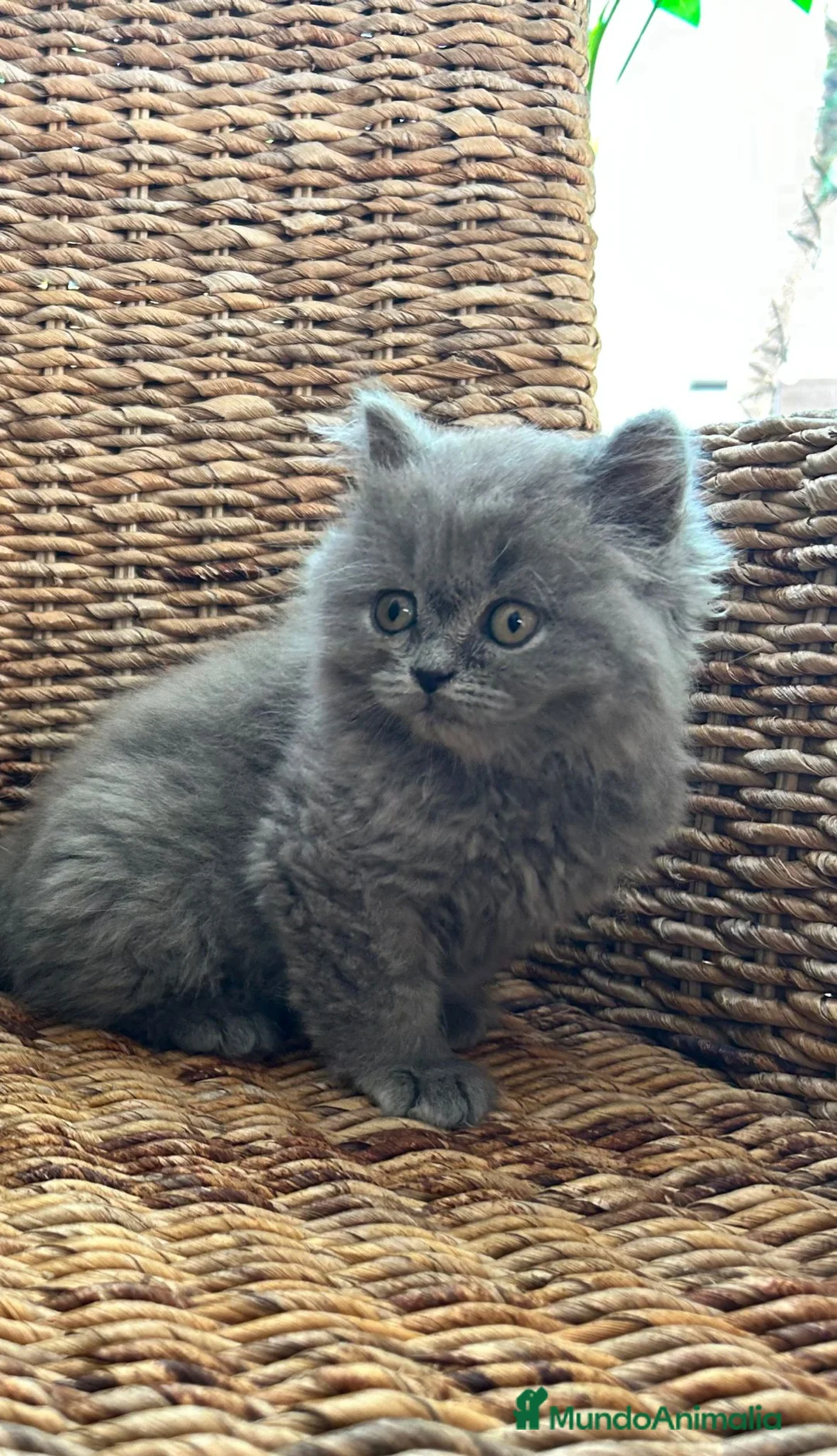 Británico de Pelo Largo gatos en venta: British pelo largo  - Anuncio 5