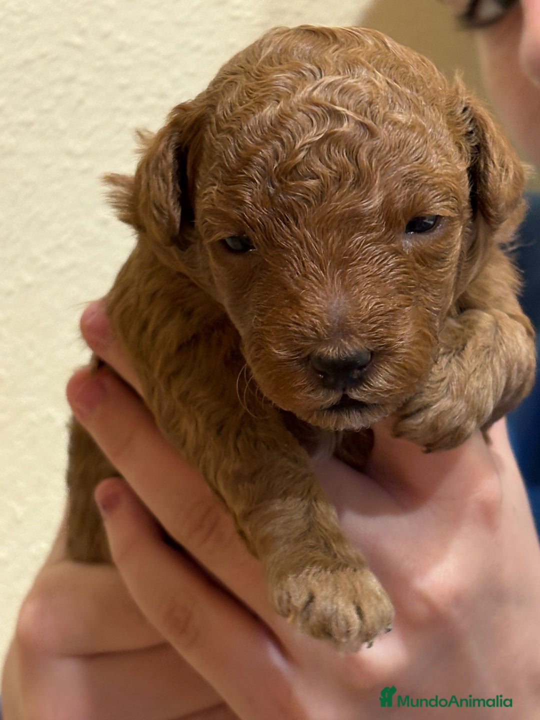 Caniche Toy perros en venta: Preciosos cachorros caniche Toy Rojo  - Anuncio 6