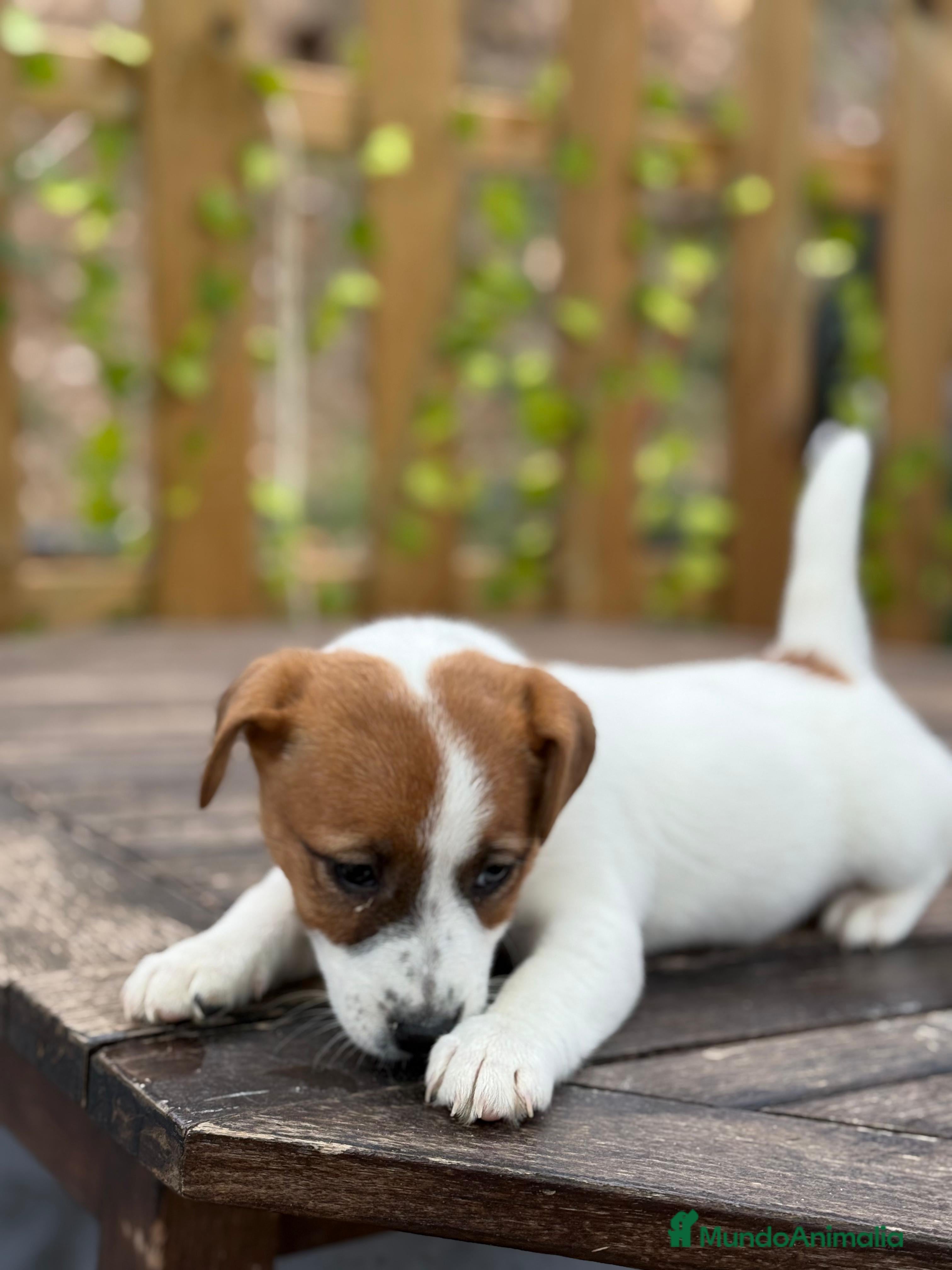 Jack Russell Terrier perros Jack Russell juguetones bicolor preciosos  - Anuncio 8