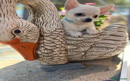 Chihuahua perros en venta: Chihuahua alta selección en chihuahua - Imagen 3