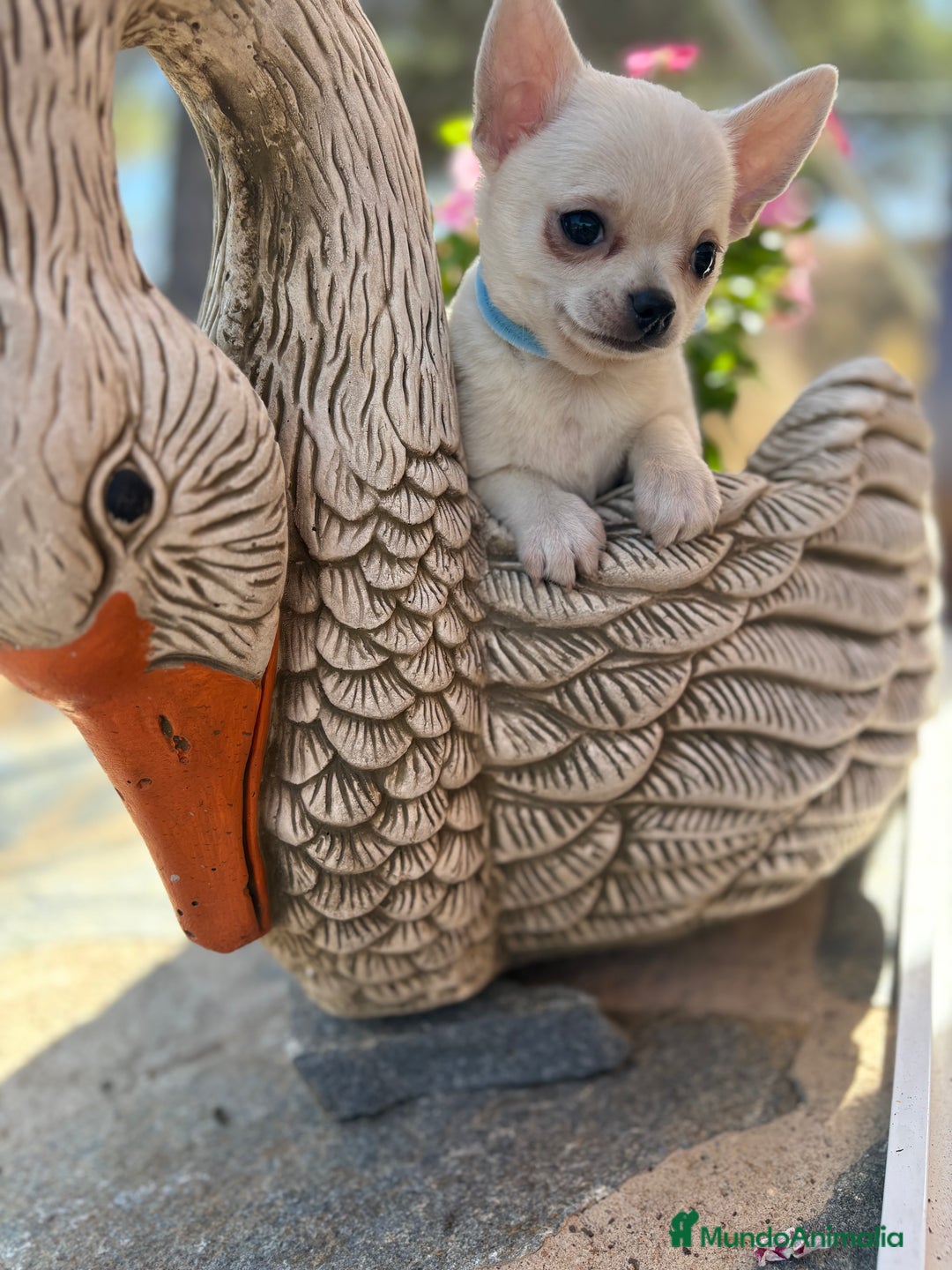 Chihuahua perros en venta: Chihuahua alta selección en chihuahua - Imagen 3