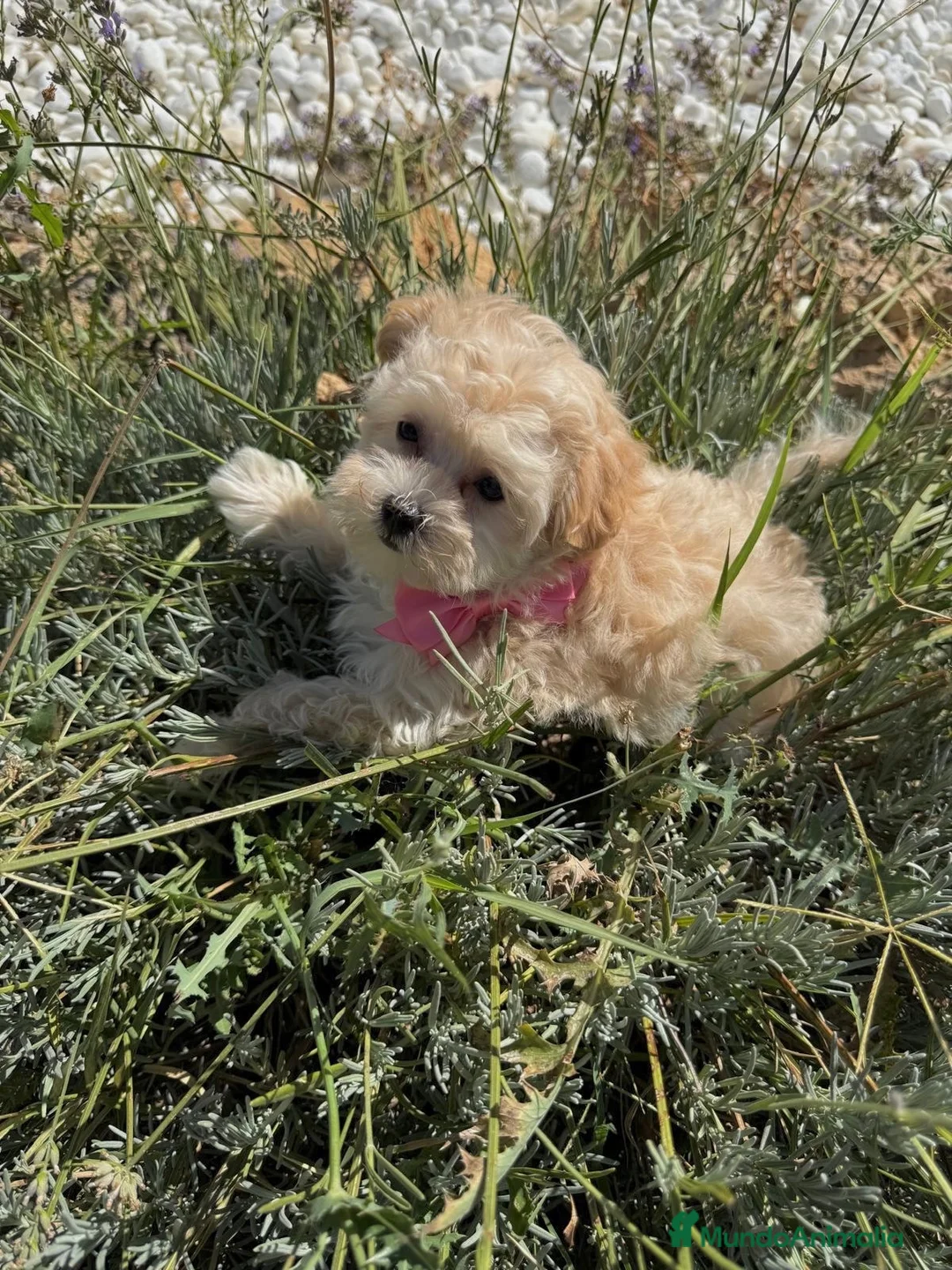 Maltipoo perros en venta: Maltipoo Hembra disponible Toy!! - Anuncio 1