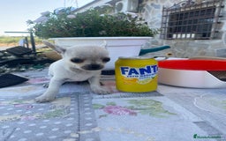 Chihuahua perros en venta: ÚLTIMOS 3 MACHOS - Imagen 13