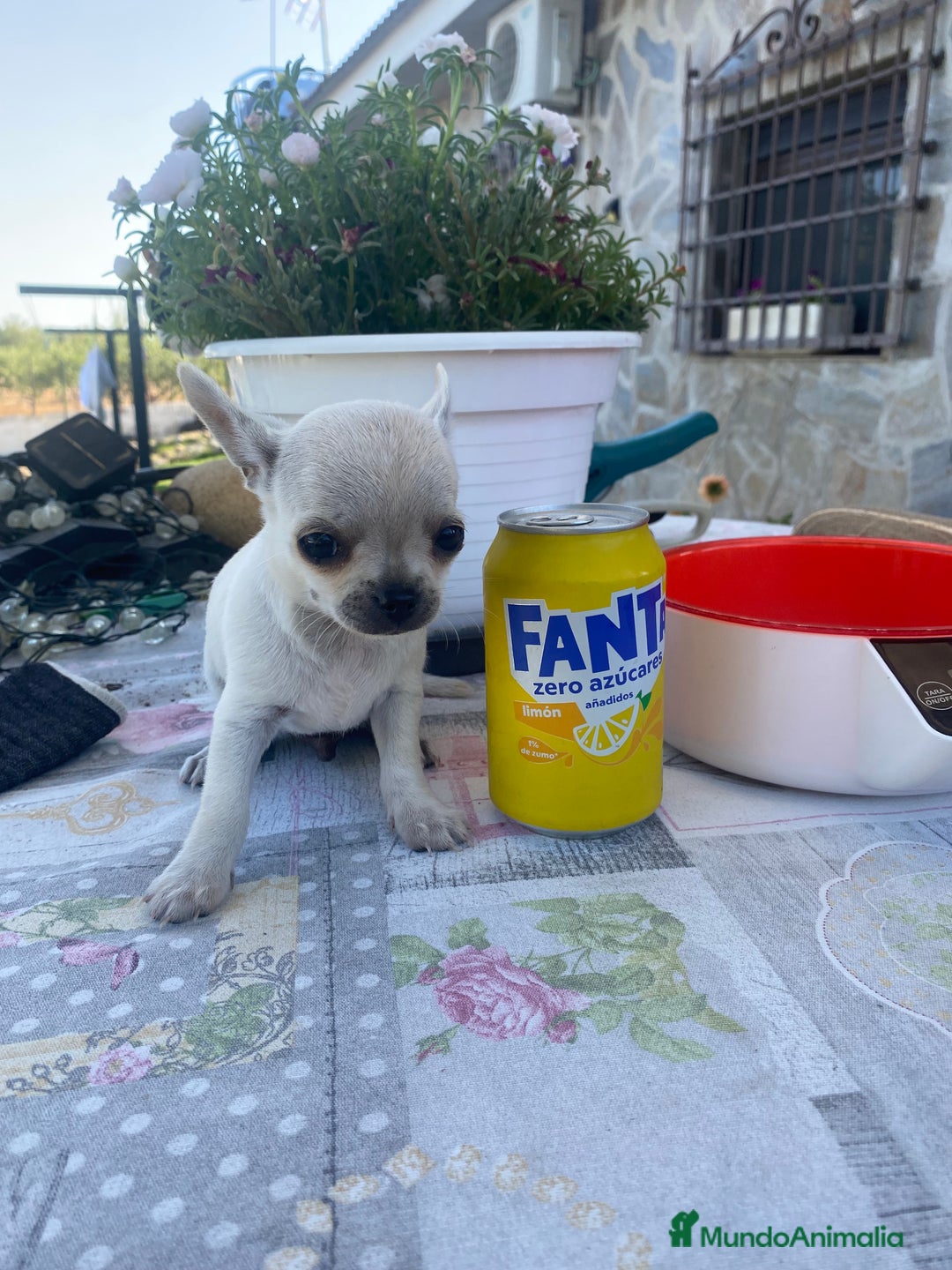 Chihuahua perros en venta: ÚLTIMOS 3 MACHOS - Imagen 13