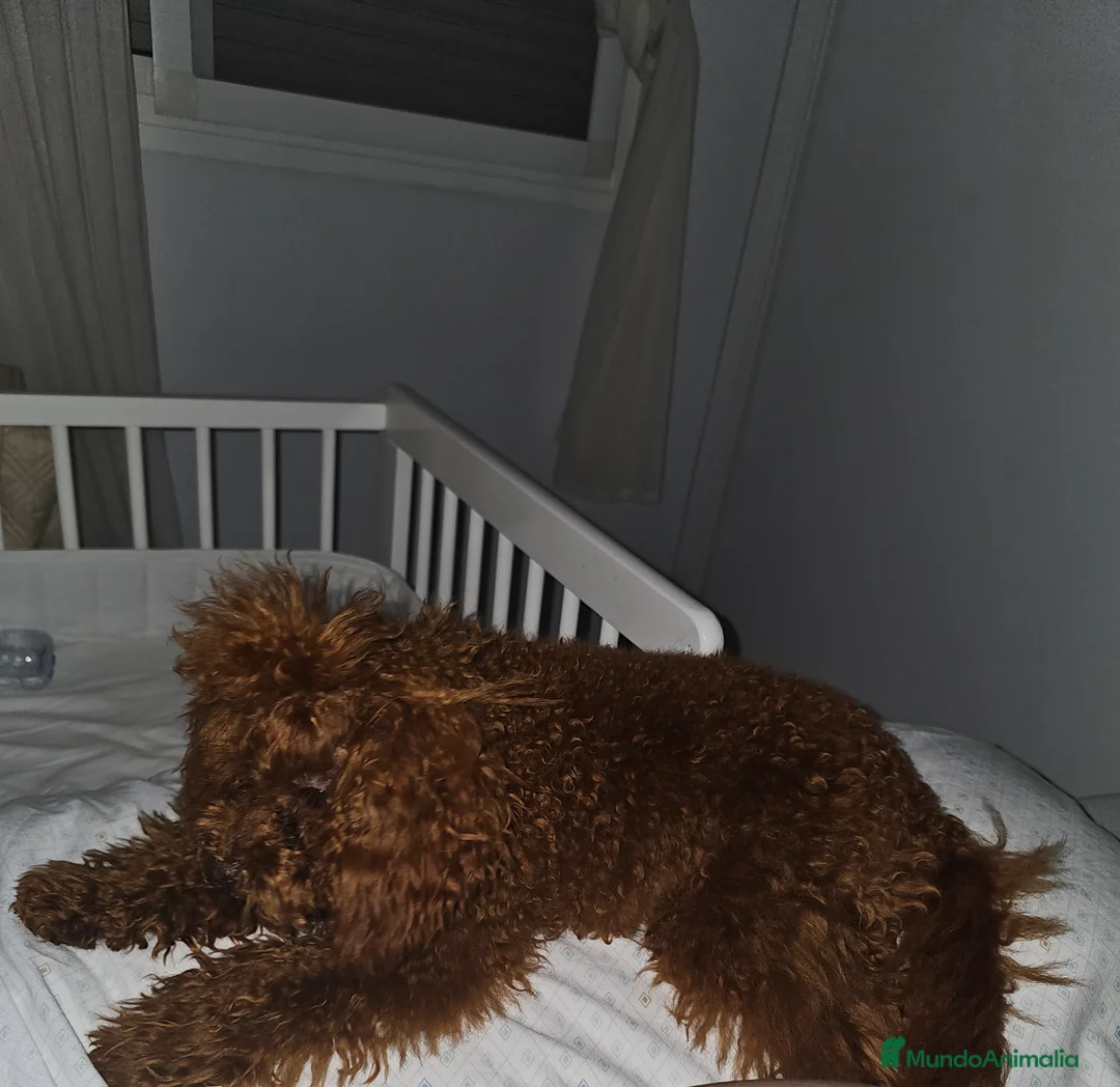 Caniche Toy perros para monta: MONTA CANICHE TOY ROJO PIMIENTON ASIÁTICO  en Sevilla - Anuncio 3