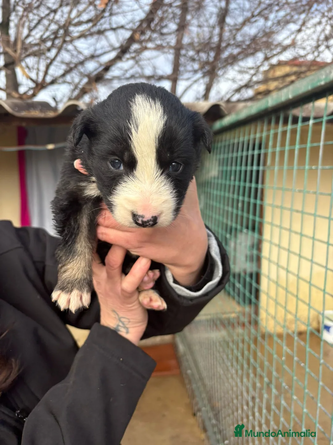 Border Collie perros en venta: Preciosa camada Border Collie reserva ya el tuyo - Anuncio 19
