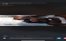 Pinscher Miniatura perros en venta: PINSCHER MINIATURA // MEJOR SELECCION NACIONAL  - Anuncio 3