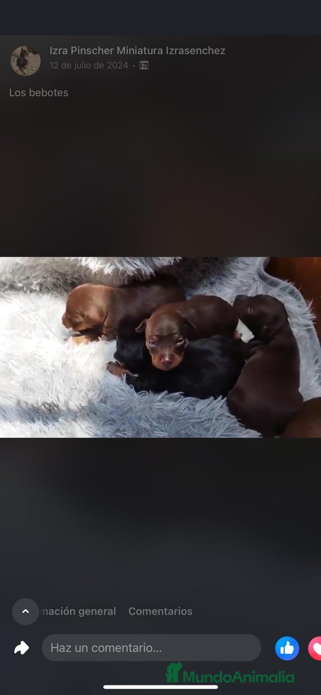 Pinscher Miniatura perros en venta: PINSCHER MINIATURA // MEJOR SELECCION NACIONAL  - Anuncio 3