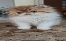 Persa gatos en venta: Macho bicolor rojo - Imagen 2