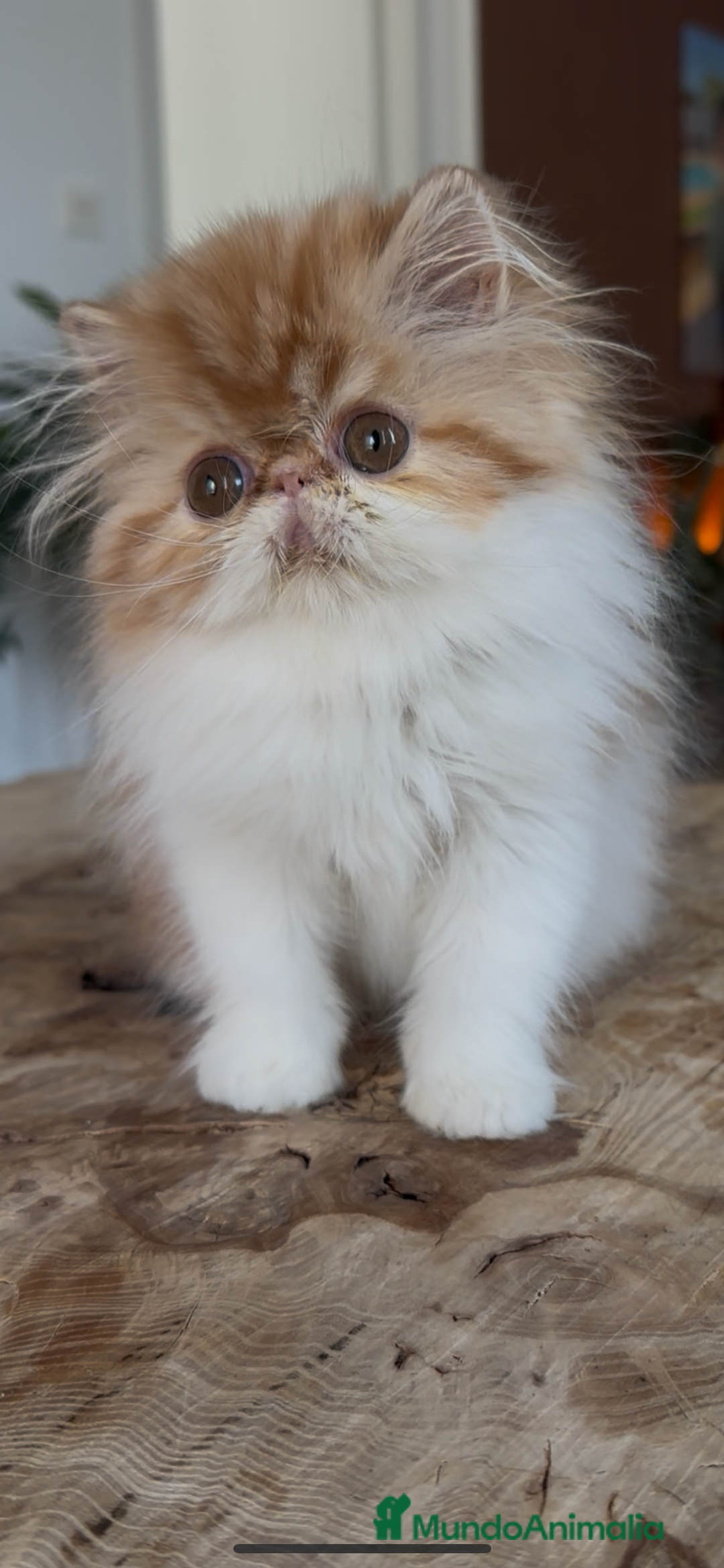 Persa gatos en venta: Macho bicolor rojo - Imagen 2