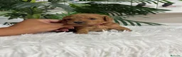 Caniche Toy perros en venta: CANICHE TOY  - Anuncio 12