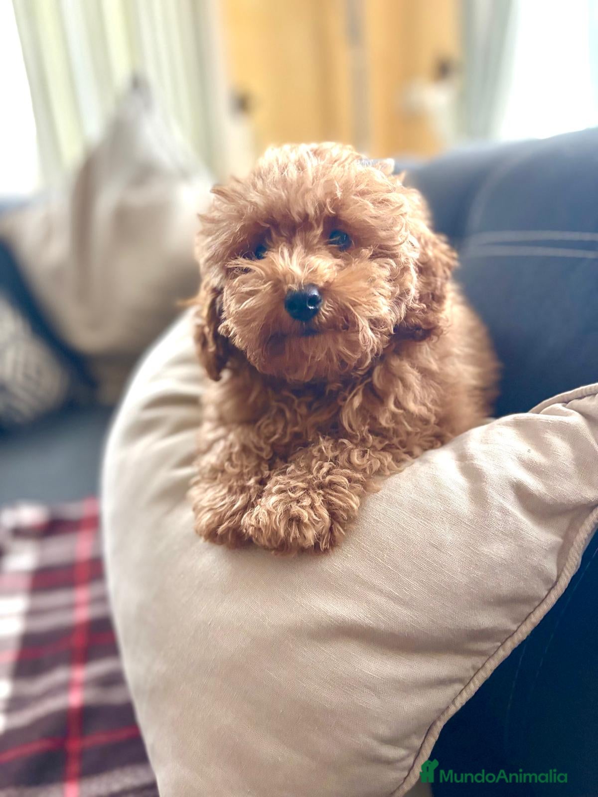 Caniche Toy perros Caniche toy listo para entregar!! - Anuncio 2