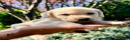Labrador Retriever perros en venta: CADELLS DE LABRADOR RETRIEVER 🤎🐶 - Anuncio 10