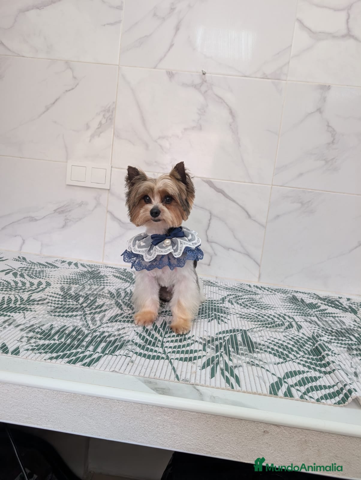 Biewer Yorkshire Terrier a la Pom Pon perros Yorkshire biewer precio real - Anuncio 3