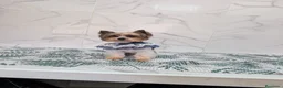 Biewer Yorkshire Terrier a la Pom Pon perros en venta: Yorkshire biewer precio real - Anuncio 2