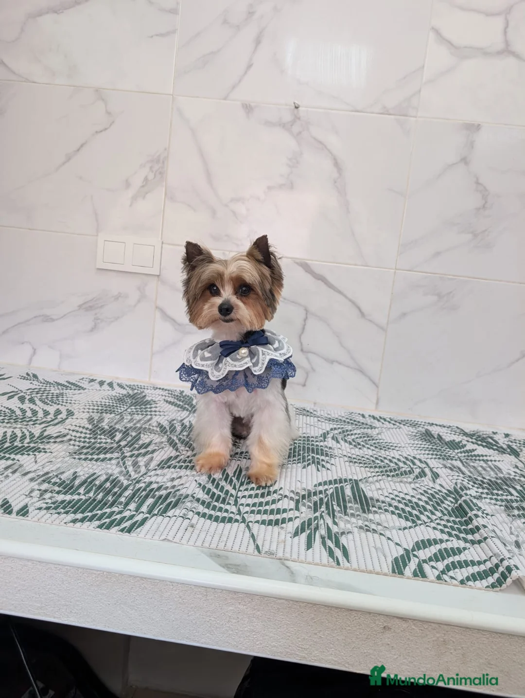 Biewer Yorkshire Terrier a la Pom Pon perros en venta: Yorkshire biewer precio real - Anuncio 2