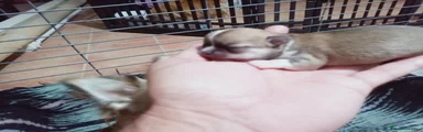 Chihuahua 4