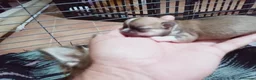 Chihuahua perros en venta: Camada Flapi Chihuahua  - Anuncio 14