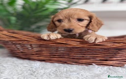 Otras razas perros en venta: COCKAPOO - Imagen 9