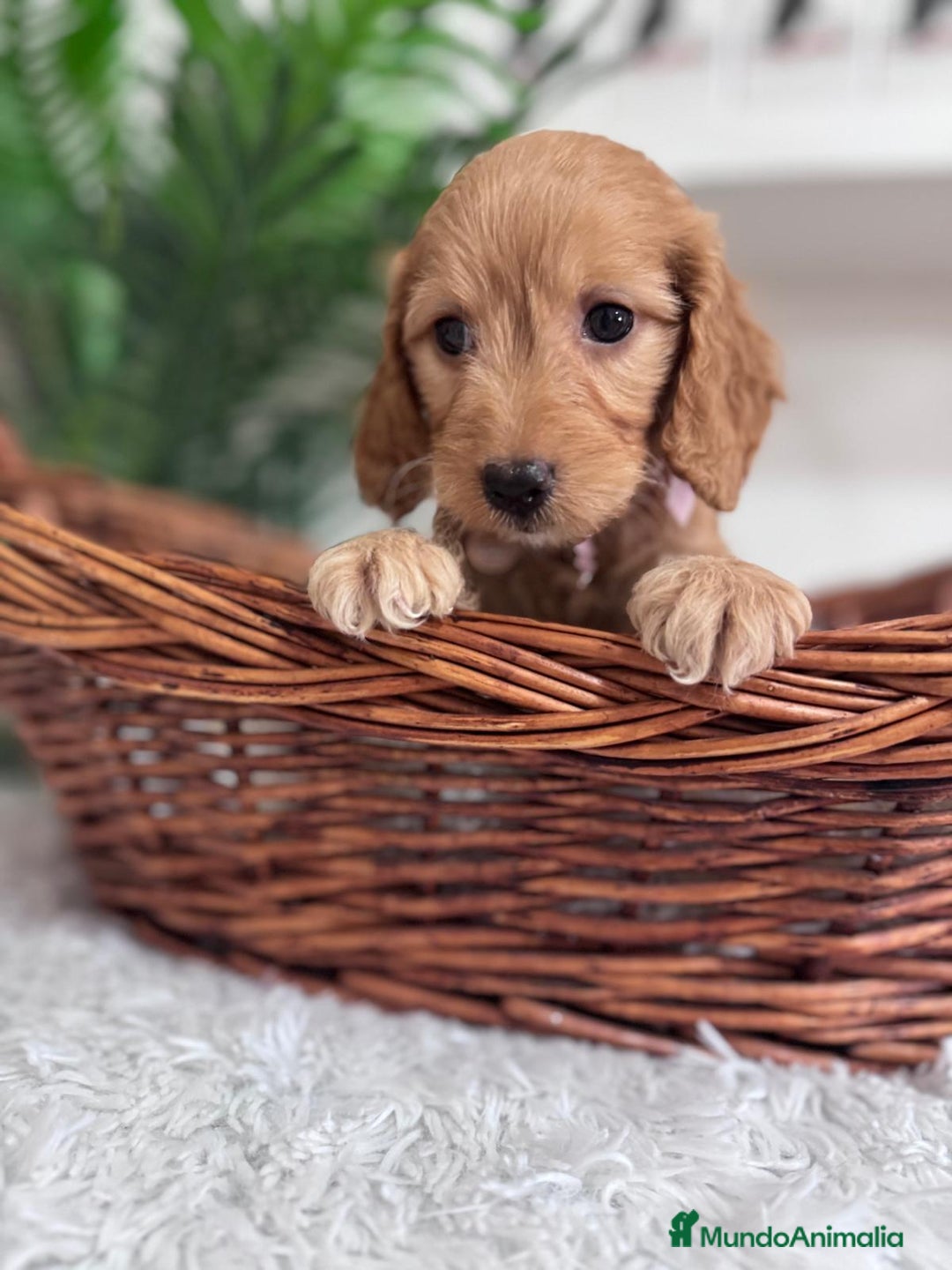 Otras razas perros en venta: COCKAPOO - Imagen 9