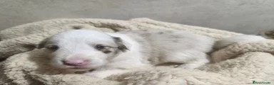 Border Collie 3
