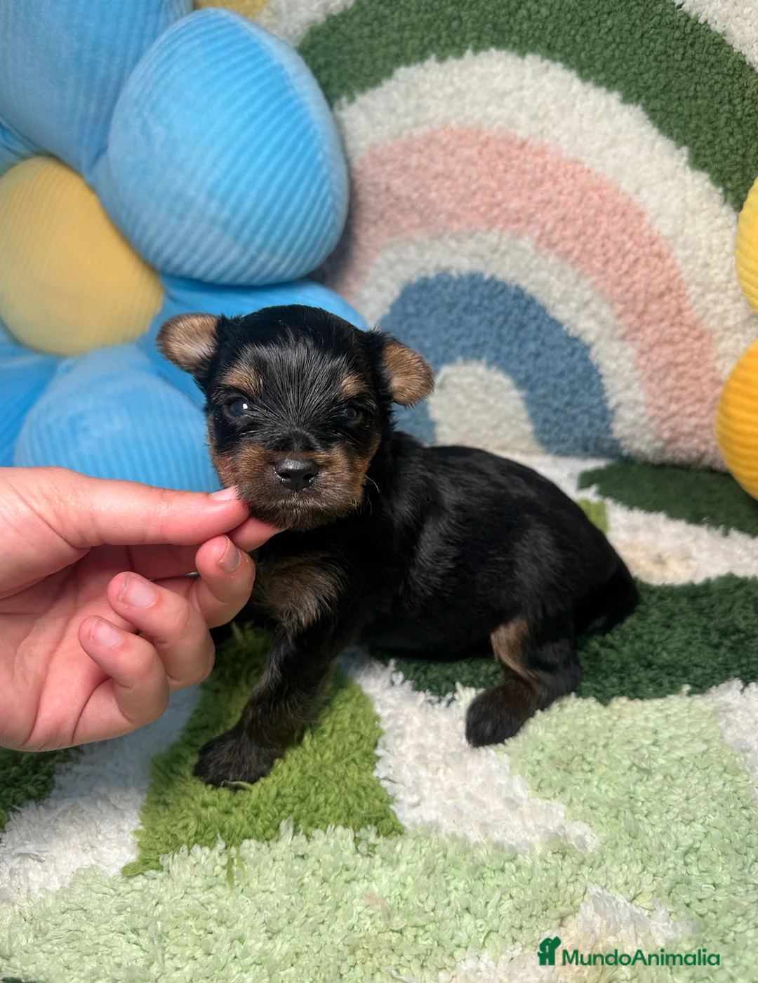 Yorkshire Terrier perros en venta: Yorkshire Terrier - Anuncio 2