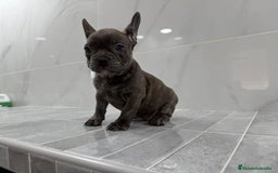 Bulldog Francés perros en venta: Bulldog macho cachorro disponible🐾🐶 - Imagen 4