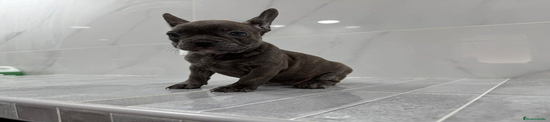 Bulldog Francés Cachorro 3