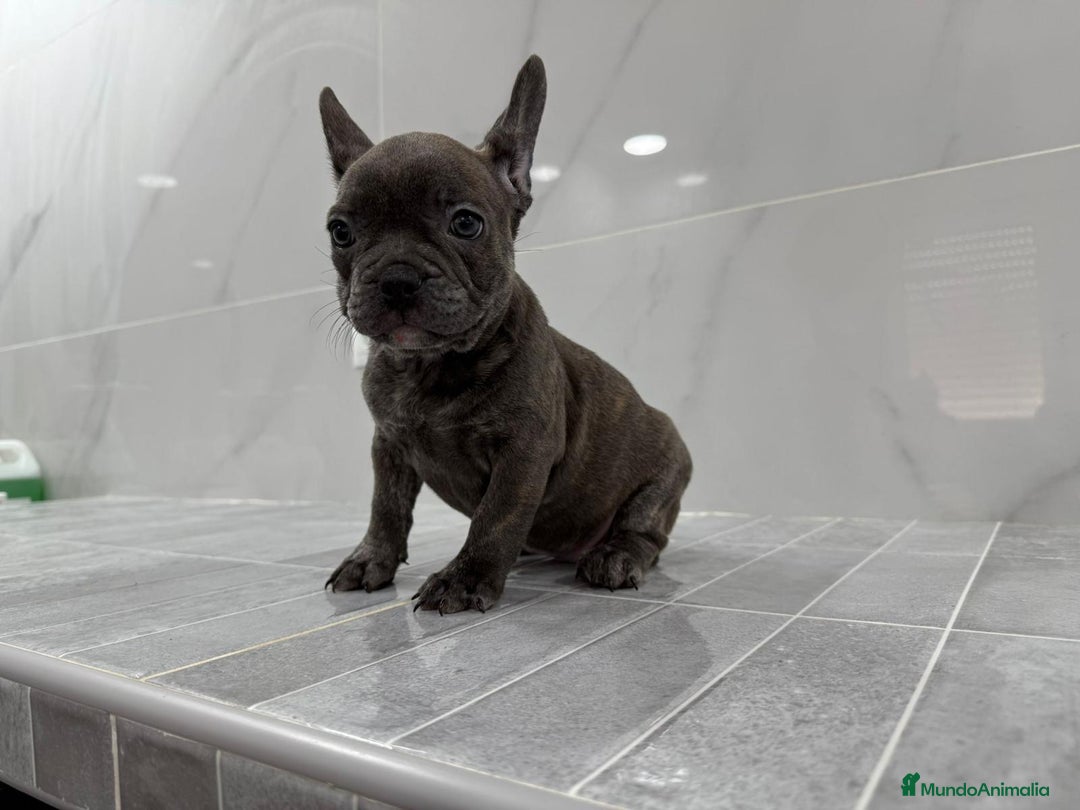 Bulldog Francés perros en venta: Bulldog macho cachorro disponible🐾🐶 - Imagen 4