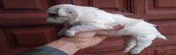 Bichón Maltés perros en venta: Bichón maltes  - Anuncio 2